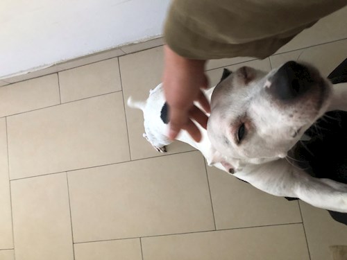 May- petsitter Praha or Pet nanny for dogs cats