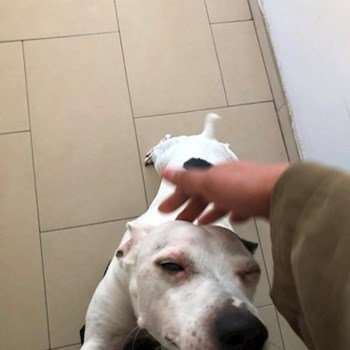 thumbnail petsitter Praha or pet nanny for dogs cats