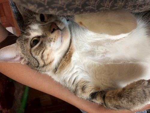 May- petsitter Praha or Pet nanny for dogs cats