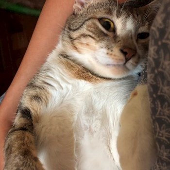 thumbnail petsitter Praha or pet nanny for dogs cats