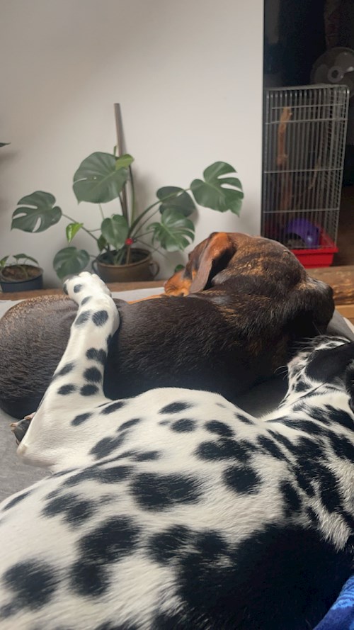 Agáta- petsitter Třebíč or Pet nanny for dogs cats