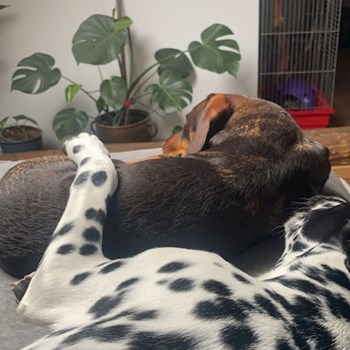 thumbnail petsitter Třebíč or pet nanny for dogs cats