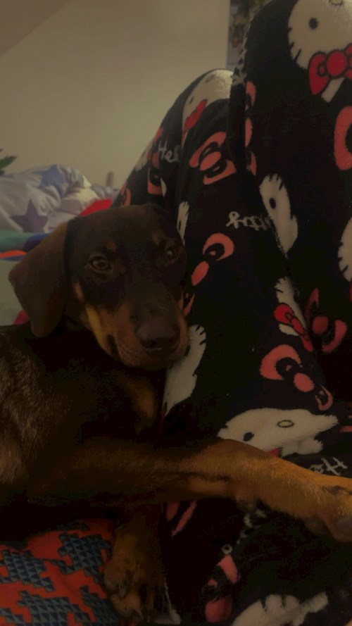 Agáta- petsitter Třebíč or Pet nanny for dogs cats