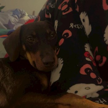 thumbnail petsitter Třebíč or pet nanny for dogs cats