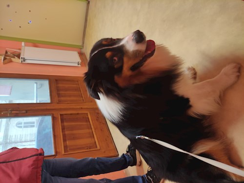 Stanislav- petsitter Brno or Pet nanny for dogs cats