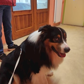 thumbnail petsitter Brno or pet nanny for dogs cats