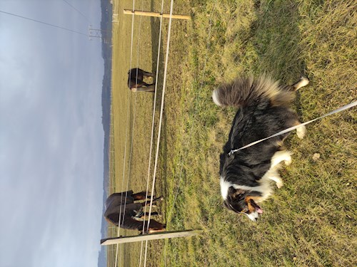 Stanislav- petsitter Brno or Pet nanny for dogs cats