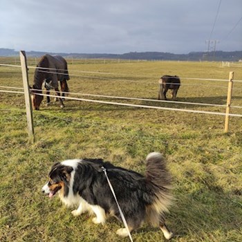 thumbnail petsitter Brno or pet nanny for dogs cats