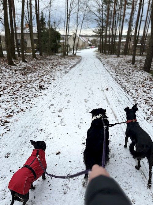 Martina- petsitter Hradec Králové nebo Páníček pro psi kočky