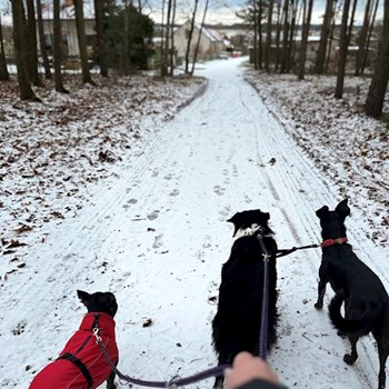 thumbnail petsitter Hradec Králové nebo páníček pro psi kočky