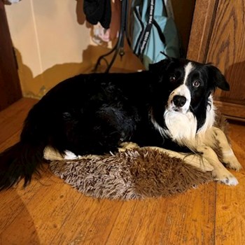 thumbnail petsitter Hradec Králové nebo páníček pro psi kočky