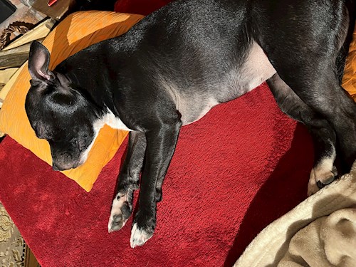 Martina- petsitter Hradec Králové nebo Páníček pro psi kočky