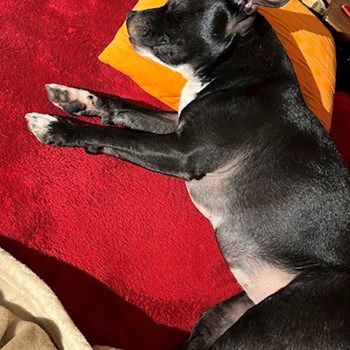 thumbnail petsitter Hradec Králové nebo páníček pro psi kočky