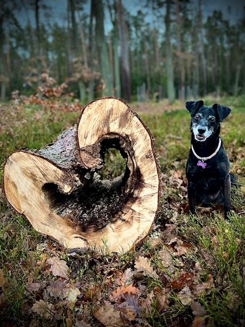 Martina- petsitter Hradec Králové nebo Páníček pro psi kočky
