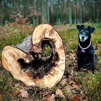 thumbnail petsitter Hradec Králové nebo páníček pro psi kočky