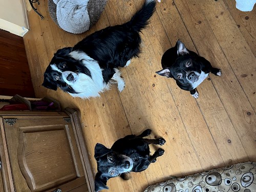 Martina- petsitter Hradec Králové nebo Páníček pro psi kočky