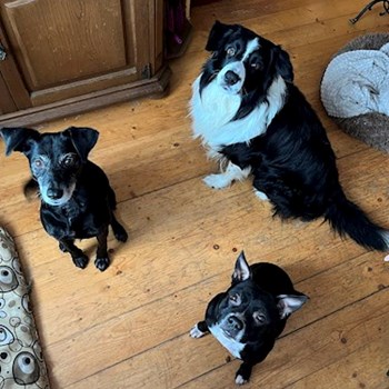 thumbnail petsitter Hradec Králové nebo páníček pro psi kočky