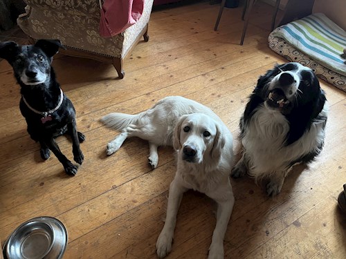 Martina- petsitter Hradec Králové nebo Páníček pro psi kočky