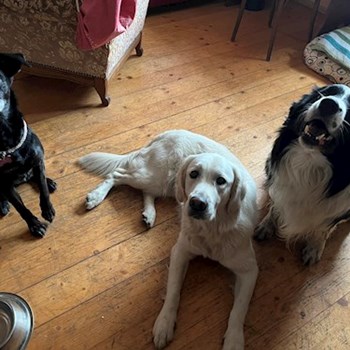 thumbnail petsitter Hradec Králové nebo páníček pro psi kočky