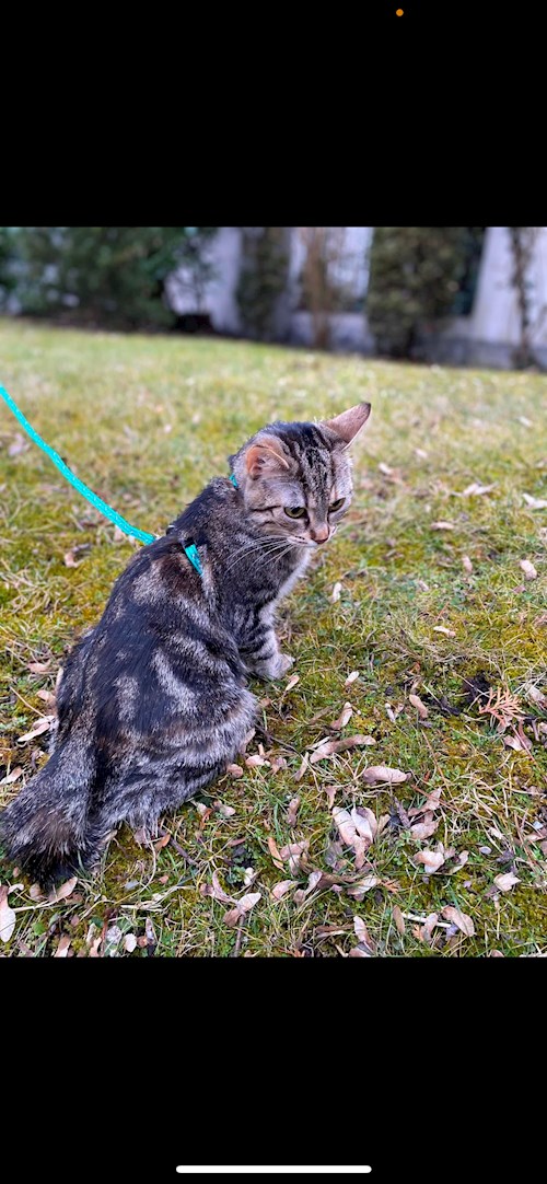 Anna- petsitter Kutná Hora nebo Páníček pro psi kočky