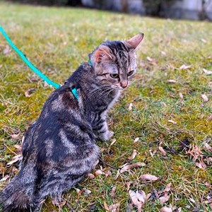 petsitter Kutná Hora nebo Páníček pro Psi Kočky