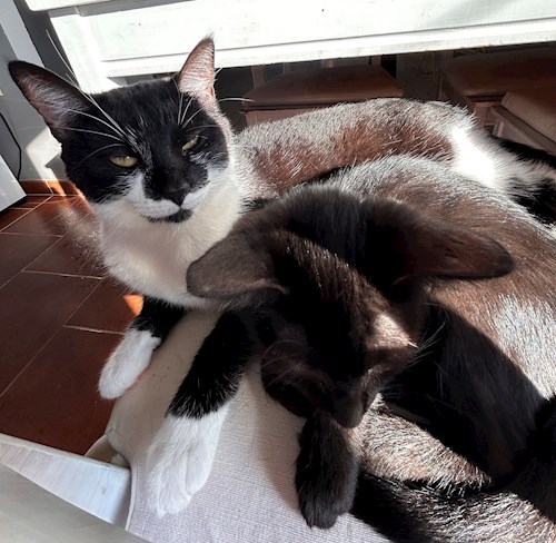 Anna- petsitter Kutná Hora nebo Páníček pro psi kočky