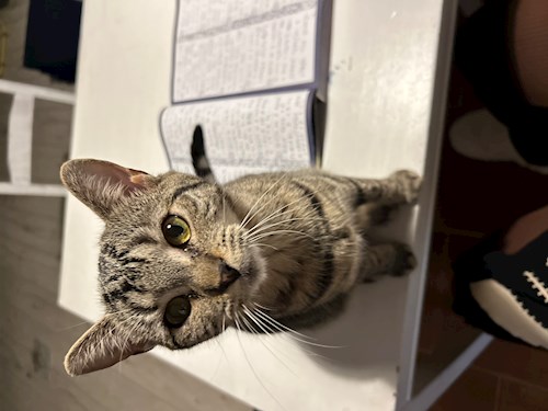 Anna- petsitter Kutná Hora nebo Páníček pro psi kočky