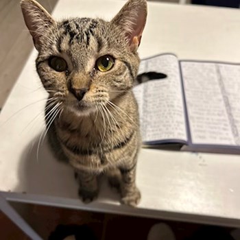 thumbnail petsitter Kutná Hora nebo páníček pro psi kočky