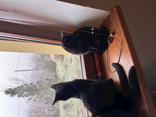 Anna- petsitter Kutná Hora nebo Páníček pro psi kočky