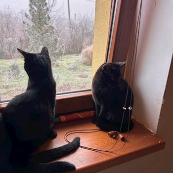 thumbnail petsitter Kutná Hora nebo páníček pro psi kočky