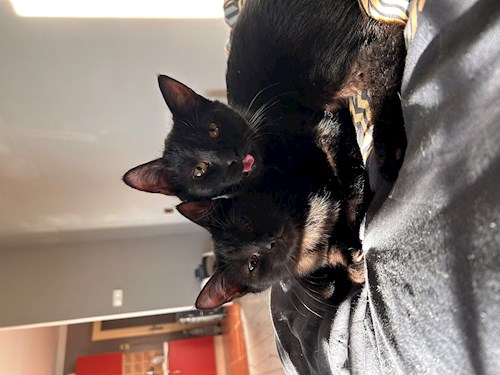 Anna- petsitter Kutná Hora nebo Páníček pro psi kočky