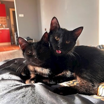 thumbnail petsitter Kutná Hora nebo páníček pro psi kočky