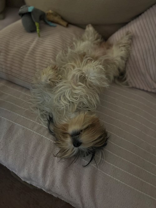 Adéla- petsitter Zdice nebo Páníček pro psi kočky