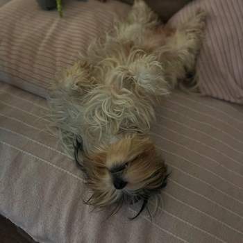 thumbnail petsitter Zdice nebo páníček pro psi kočky