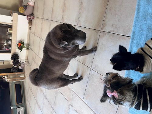 Adéla- petsitter Zdice nebo Páníček pro psi kočky