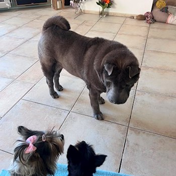 thumbnail petsitter Zdice nebo páníček pro psi kočky