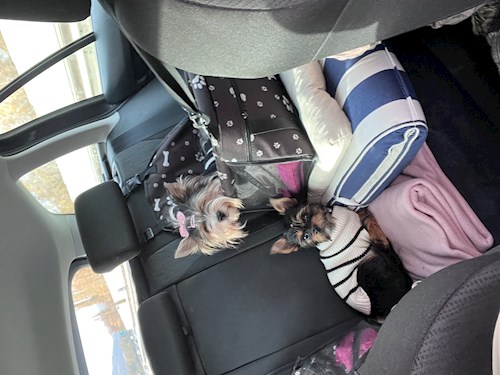 Adéla- petsitter Zdice nebo Páníček pro psi kočky