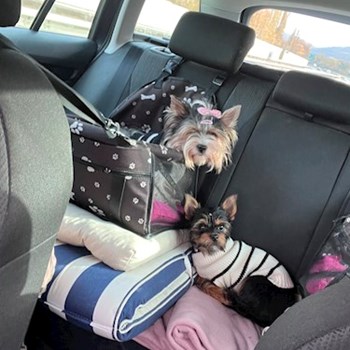 thumbnail petsitter Zdice nebo páníček pro psi kočky