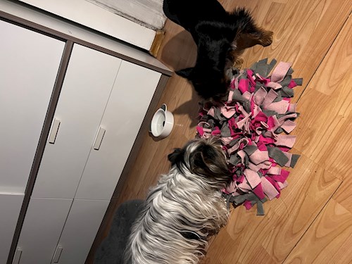 Adéla- petsitter Zdice nebo Páníček pro psi kočky