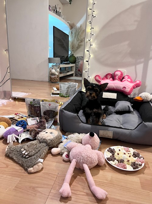 Adéla- petsitter Zdice nebo Páníček pro psi kočky