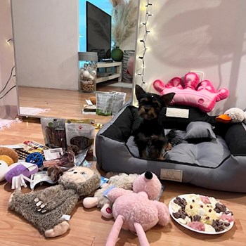 thumbnail petsitter Zdice nebo páníček pro psi kočky