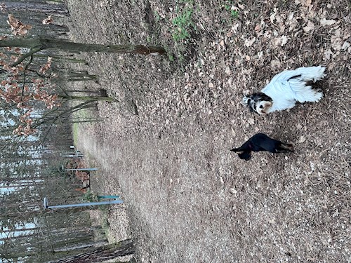 Adéla- petsitter Zdice nebo Páníček pro psi kočky