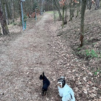 thumbnail petsitter Zdice nebo páníček pro psi kočky