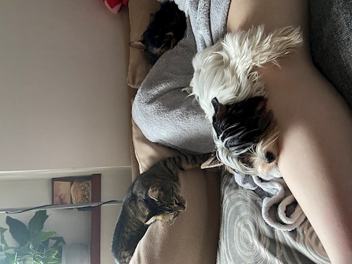 Adéla- petsitter Zdice nebo Páníček pro psi kočky