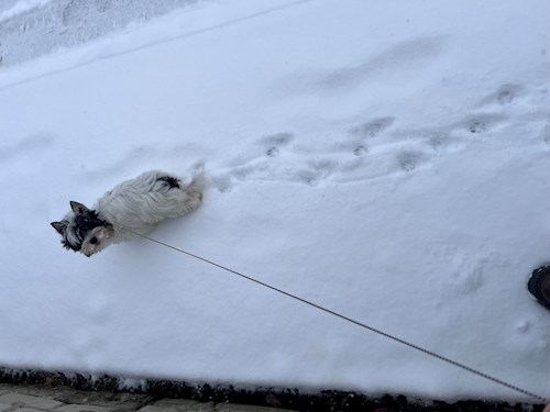 Adéla- petsitter Zdice nebo Páníček pro psi kočky