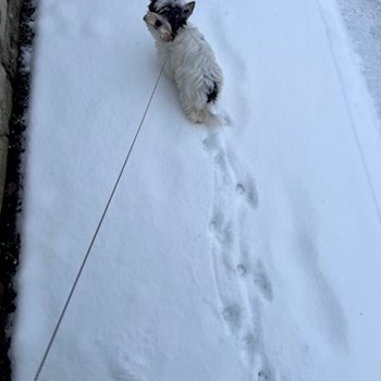 thumbnail petsitter Zdice nebo páníček pro psi kočky