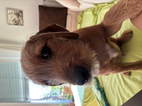 Andrea- petsitter Praha nebo Páníček pro psi