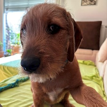 thumbnail petsitter Praha nebo páníček pro psi