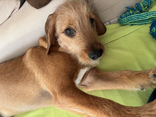 Andrea- petsitter Praha nebo Páníček pro psi