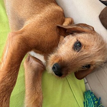 thumbnail petsitter Praha nebo páníček pro psi